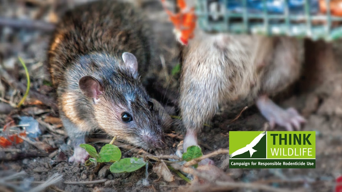 BPCA Using Rodenticides Safely (CRRU-approved)